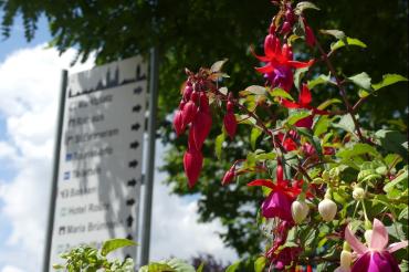 Das Bild zeigt Fuchsien.