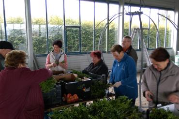 Helfer beim Grünzeug sortieren