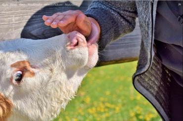 Das Bild zeigt ein Kalb.