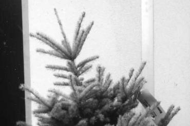 Christbaumentsorgung 