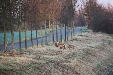 Das Bild zeigt Rehe am Straßenrand