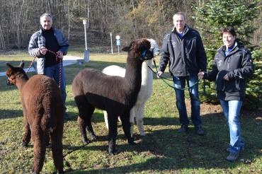 Drei Personen mit drei Alpakas