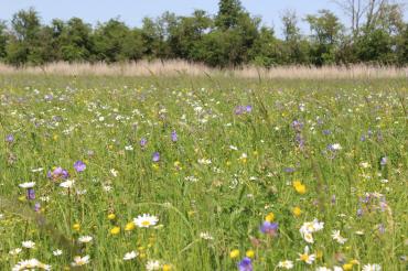 Das Bild zeigt eine große Blumenwiese.