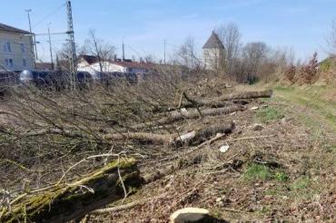 Gefällte Bäume und Sträucher am Bahnhof Rain