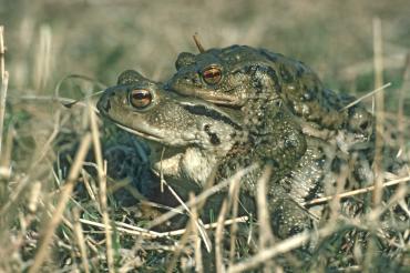 . Mitglieder des  Rieser Naturschutzverein sammeln im Röhrbachtal und in Wemding abends den Krötenzaun ab und tragen die Tiere über die Straße. 