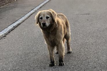 Verwahrloster Hund steht auf einer Straße
