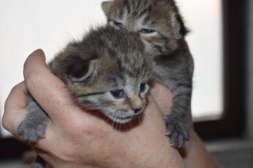 Katzenbabys in Hand