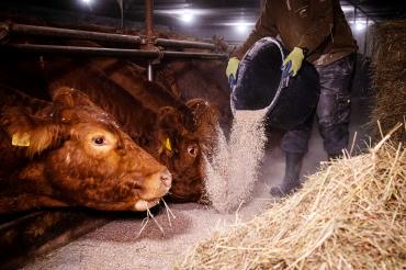 Jeden Morgen früh füttern, aber jetzt selbst auf Diät: Wer in der Landwirtschaft arbeitet, muss künftig um die Zusatzrente fürchten. Davor warnt die Agrar-Gewerkschaft IG BAU.