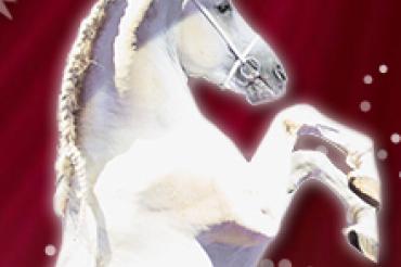 Christmas on Horse Plakat