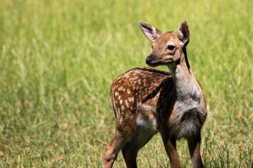 Rehkitz steht auf einer Wiese