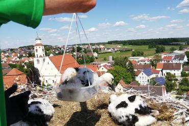 Jungstörche Monheim