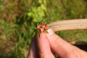 Kräuter in einer Hand