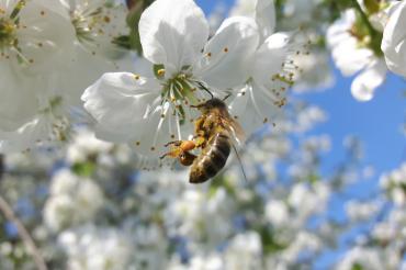 Die Stadt Monheim ist seit kurzem Partner des Netzwerks „Deutschland summt!“, getragen von der Stiftung Mensch und Umwelt.
