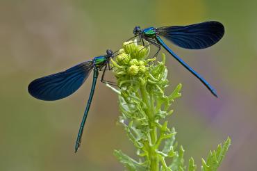 Diese Art sieht man bei uns vor allem an kleineren Bachläufen. Die adulten (ausgewachsenen) Tiere leben wie die meisten Libellen nur eine Saison, also 40 bis 50 Tage.