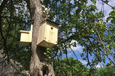 Wie schon mitgeteilt, wurden im Stadtgraben im Rahmen eines Projektes der Städtebauförderung „Aktive Stadt- und Ortsteilszentren“ verschiedene Nistkästen angefertigt.