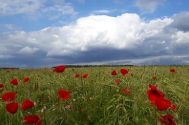 Wiese mit Mohnblumen