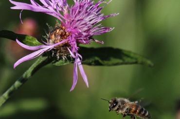Kräuter für Bienen und Menschen