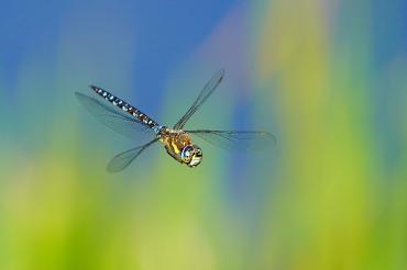Herbst-Mosaikjungfer Libelle