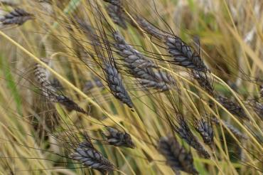 Getreide, Stroh und Holzbackofen