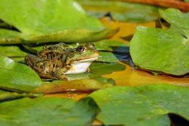 Frosch auf Blättern im Teich