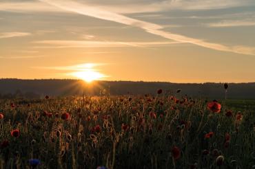 Mohnblumen Megesheim