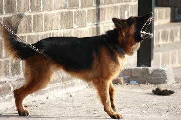 Bellender Schäferhund