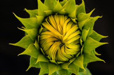 Geschlossene Sonnenblume