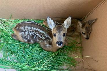 Durch den Einsatz einer Drohne mit Wärmebildkamera gelang es ihnen in dieser Saison 41 Rehkitze aus den Wiesen zu holen, bevor diese abgemäht wurden. 