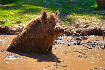 Wildschwein in Wasserloch