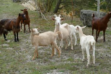 Ziegen auf Magerrasen