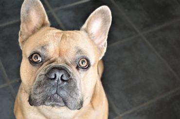 Hund schaut in die Kamera