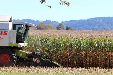 Mähdrescher in einem Maisfeld