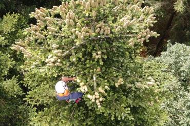 Zapfenpflücker nahe dem Wipfel einer Tanne.