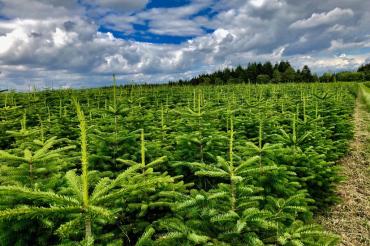 Das Bild zeigt Christbäume