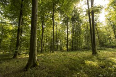 Das Bild zeigt einen Wald