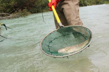 Das Bild zeigt die Fischzählung City River