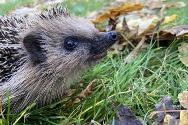 Das Bild zeigt einen Igel im Garten