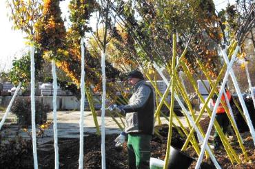 Das Bild zeigt Mitarbeiter der Stadtgärtnerei beim Streichen der Bäume mit einer Stammschutzfarbe.