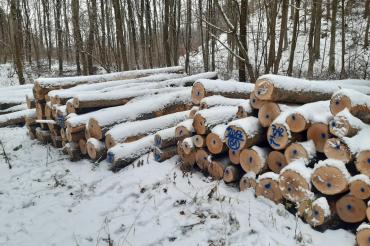 Das Bild zeigt Brennholz lang aus dem Stiftungsforst.