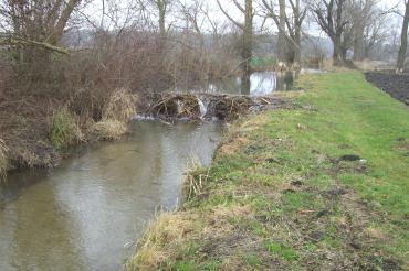 Das Bild zeigt die Biberschäden