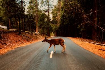 Reh auf Straße im Wald
