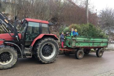 Das Bild zeigt die Kinder beim Einsammeln der Christbäume.