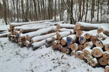 Brennholz lang aus dem Stiftungsforst. 