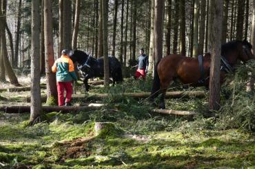 Auf dem Bild sind Pferde im Stadtwald beim "Holzrücken" zu sehen.