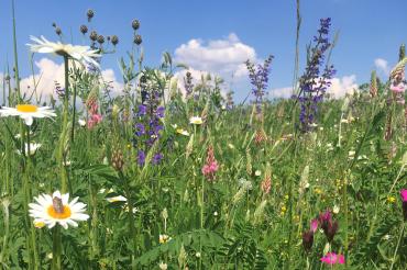 Das Bild zeigt eine Blumenwiese.