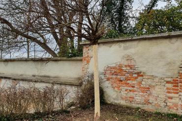 Das Bild zeigt den abgeschälten Buchsbaum 