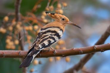 Wiedehopf sitzt auf Ast