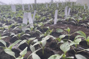 Noch ganz klein: Die Paprikapflanzen auf dem Demeterhof Funk. 