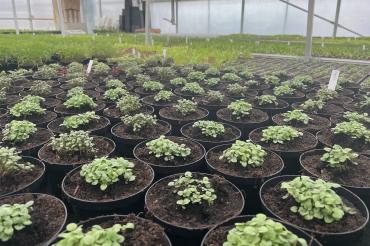 Die kleinen Zitronen-Basilikum-Pflanzen wachsen noch einige Wochen im Gewächshaus der Familie Funk, bis sie in den Verkauf gehen dürfen. 