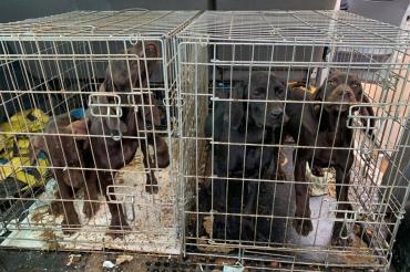 Sechs Hundewelpen nahm das Tierheim Nördlingen auf. 